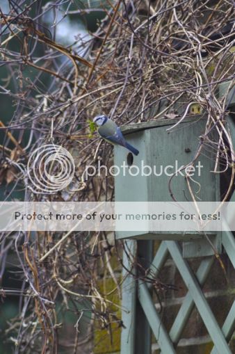 http://i232.photobucket.com/albums/ee192/thebear843/Garden/file_zps7e014952.jpg