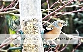 http://i27.photobucket.com/albums/c186/DavidKnapper/50f3ba37-6f10-4c87-a178-f8a359deb797_zpswlezzqm8.jpg