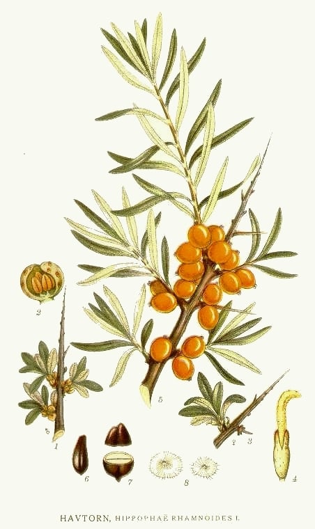 Hippophae