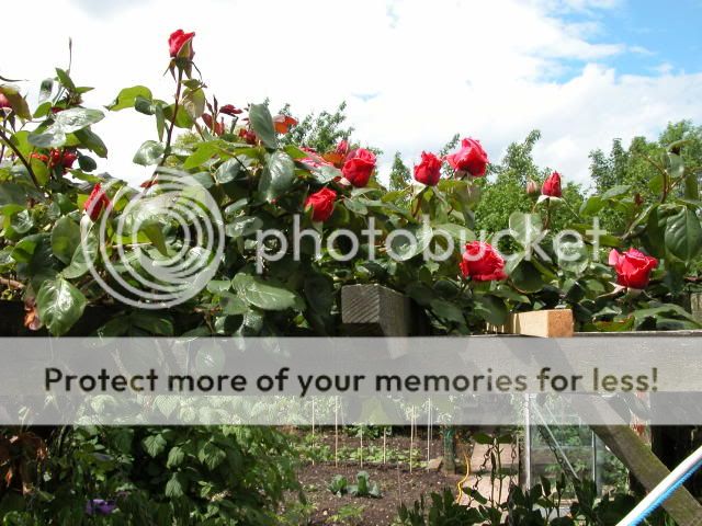 http://i27.photobucket.com/albums/c186/DavidKnapper/DSCN0309.jpg