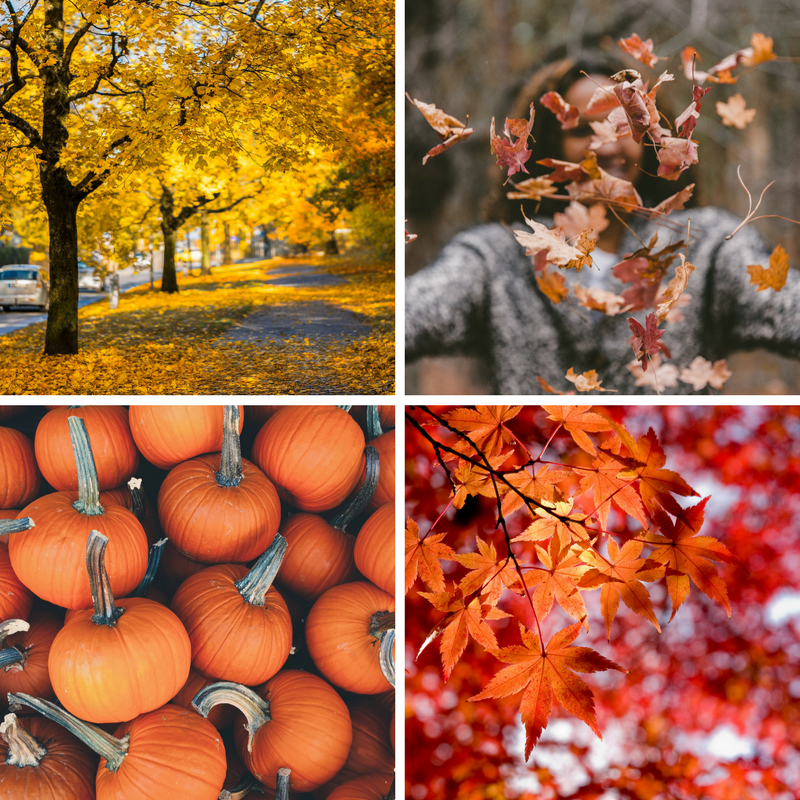 10 best free stock photos for autumn  RoseComm