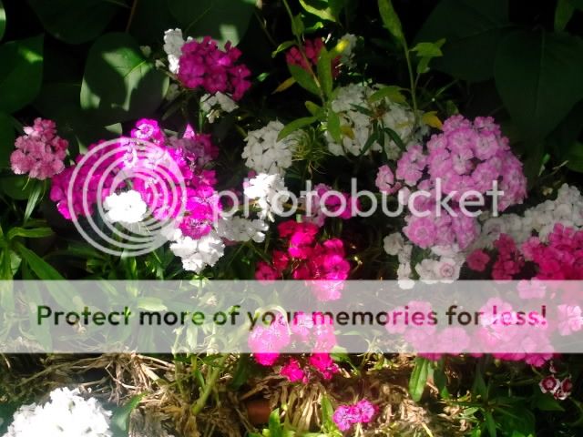 http://i1143.photobucket.com/albums/n627/thedogcody/DSCF2689.jpg