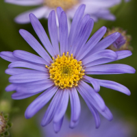 TheScottishGardener