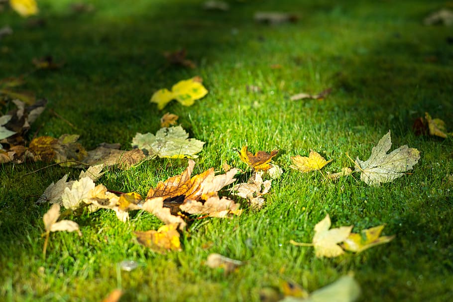 HD wallpaper united kingdom durham autumn leaf sunshine plant grass   Wallpaper Flare