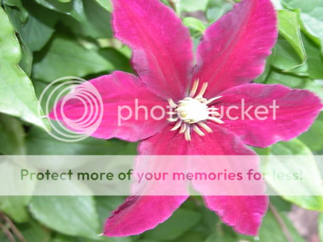 http://i27.photobucket.com/albums/c186/DavidKnapper/DSCN0386.jpg