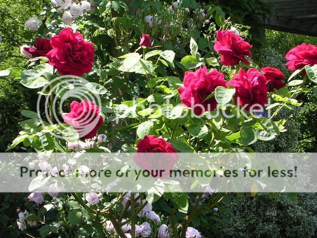 http://i27.photobucket.com/albums/c186/DavidKnapper/Barnsdale/DSCN0375.jpg