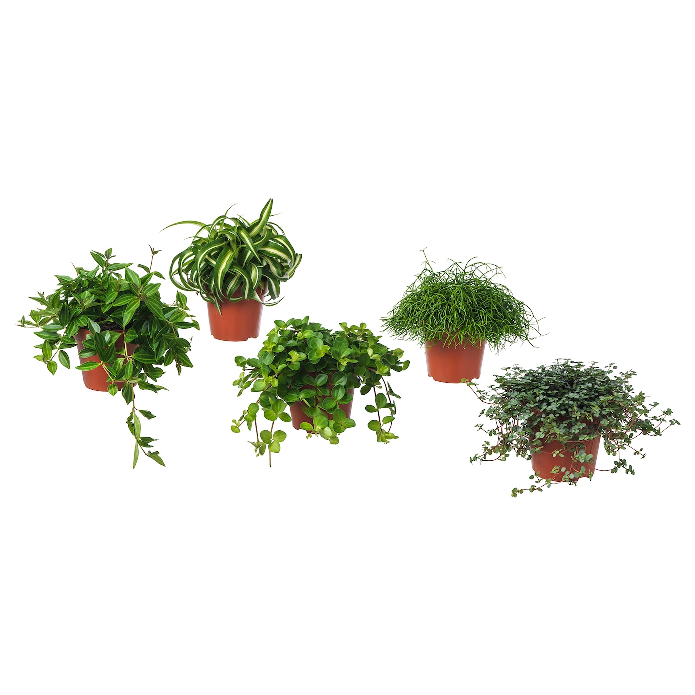 HIMALAYAMIX Potted plant assorted 12 cm