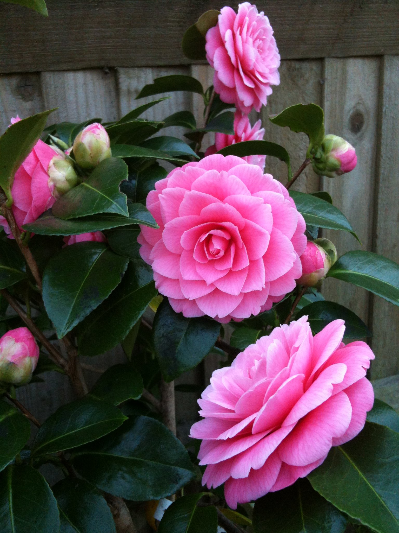 Rose2502