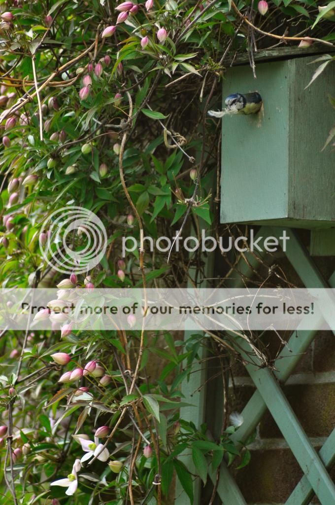 http://i232.photobucket.com/albums/ee192/thebear843/Garden/_DSC0199_zpsnrckswkn.jpg