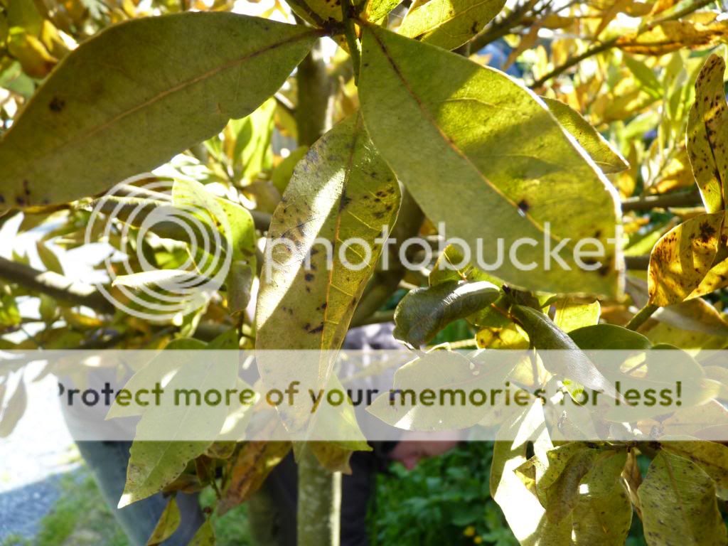 http://i166.photobucket.com/albums/u87/davinarharris/P1060303.jpg