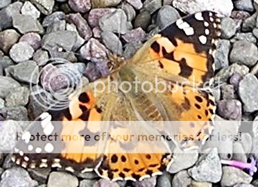 http://i27.photobucket.com/albums/c186/DavidKnapper/Spare%20Album/634b1848-fd0c-475b-80ca-b23cd718e11b_zps3a410554.jpg