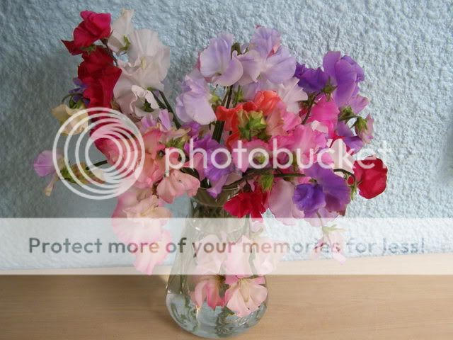 http://i27.photobucket.com/albums/c186/DavidKnapper/P7110010.jpg