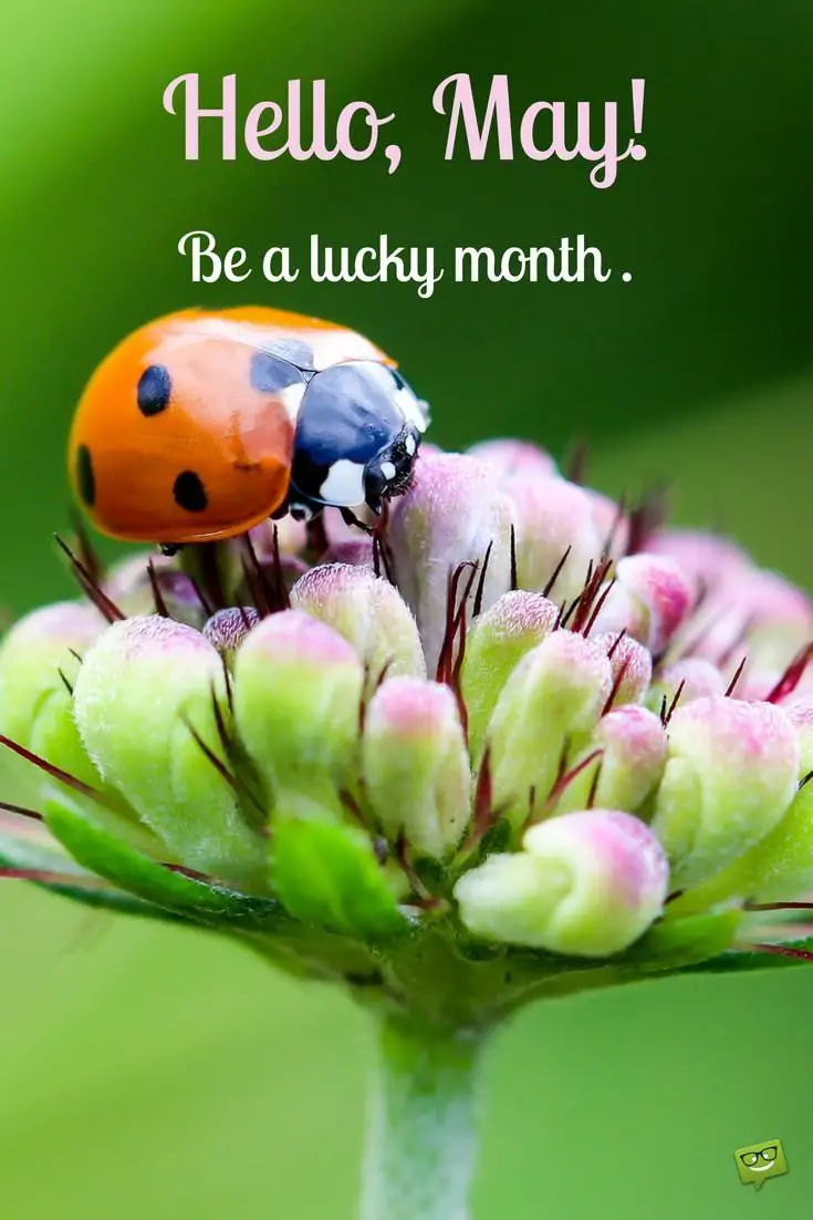 Hello May Be a lucky month Quote on pic with lady bug