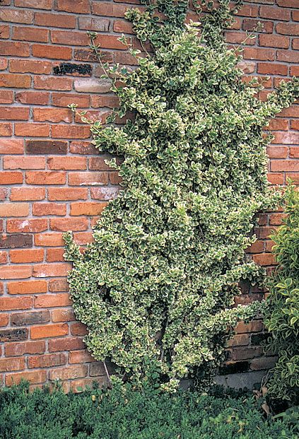 Euonymus fortunei Emerald Gaiety  Shade landscaping Outdoor plants
