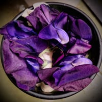 Wild_Violet