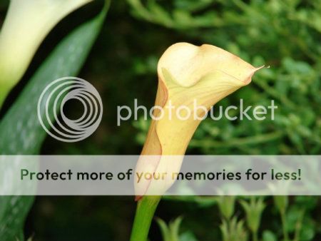http://img.photobucket.com/albums/v11/otnorot/All%20plants/004-24-1.jpg