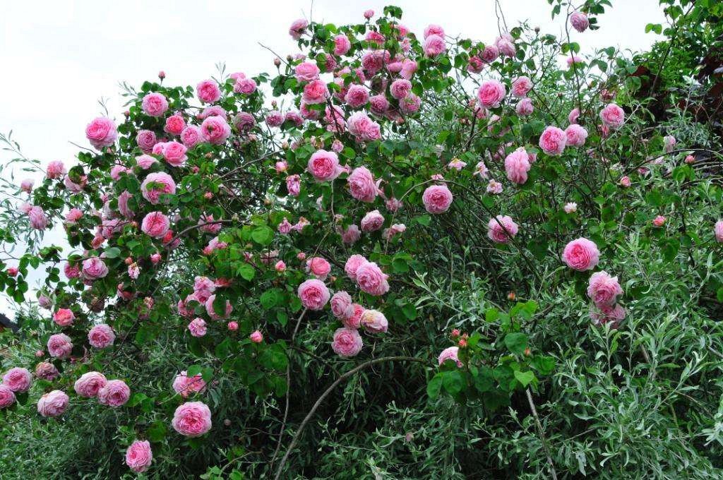 http://www.agel-rosen.de/fotos_upload/Englische-Rose-Constance-Spry-1721_123.jpg