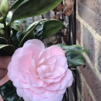 Camelliad