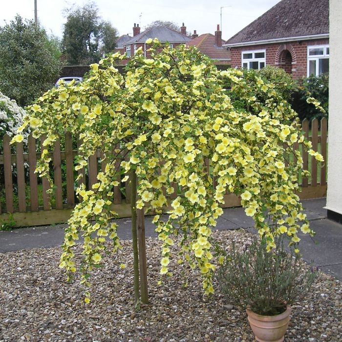 Canary Bird Standard rose Yellow Weeping Standard Rose  The Fragrant Rose  Company