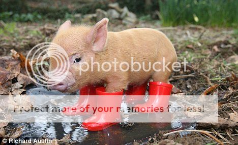http://i1143.photobucket.com/albums/n627/thedogcody/image0028_zps9843de37.jpg