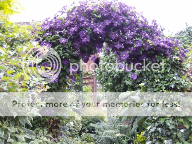 http://i1131.photobucket.com/albums/m551/lilylouise1/passionflowers023.jpg