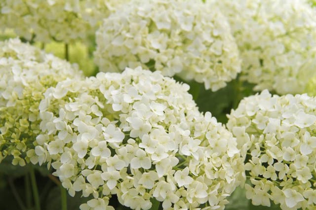 HydrangeaKate