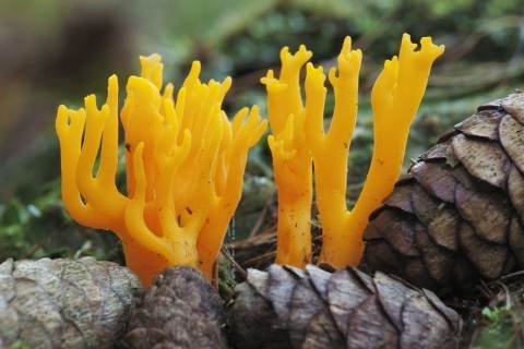Fungi  North Wales Wildlife Trust