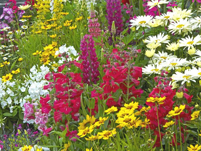 Tips for planting a summer garden - Saga