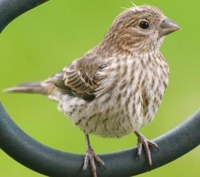 green fingered finch