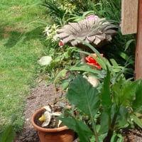 Sue Smith8