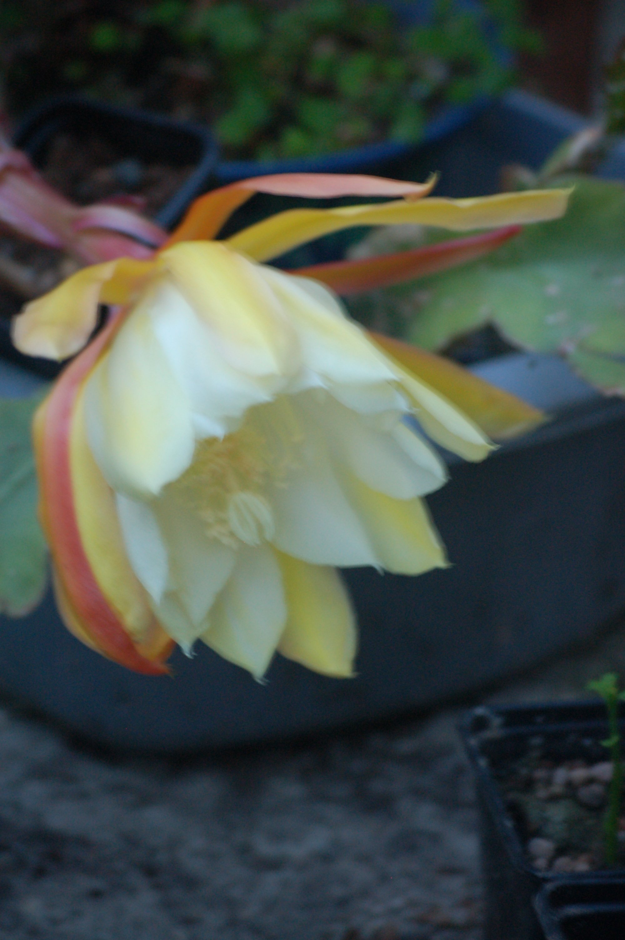 DaisyDebs