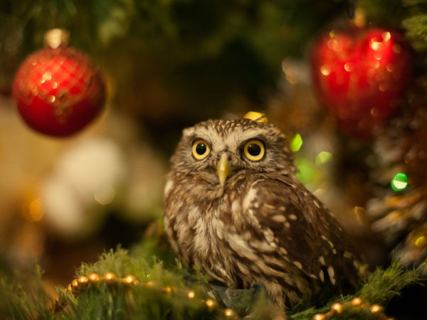 Image result for december 2018 owls