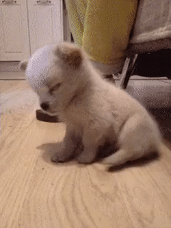 Little puppy falling asleep  Cute animals Cute baby animals Cute dogs