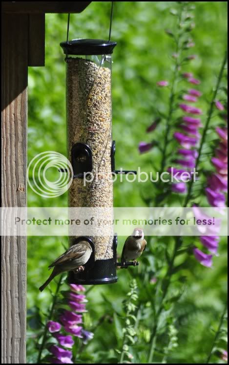 http://i232.photobucket.com/albums/ee192/thebear843/Garden/TyphoonFeeder.jpg