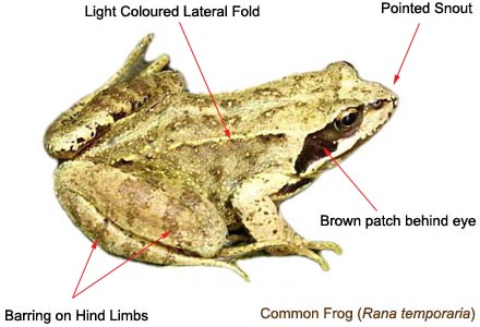 http://www.herpetofauna.co.uk/ident_images/ranatemporaria7.jpg