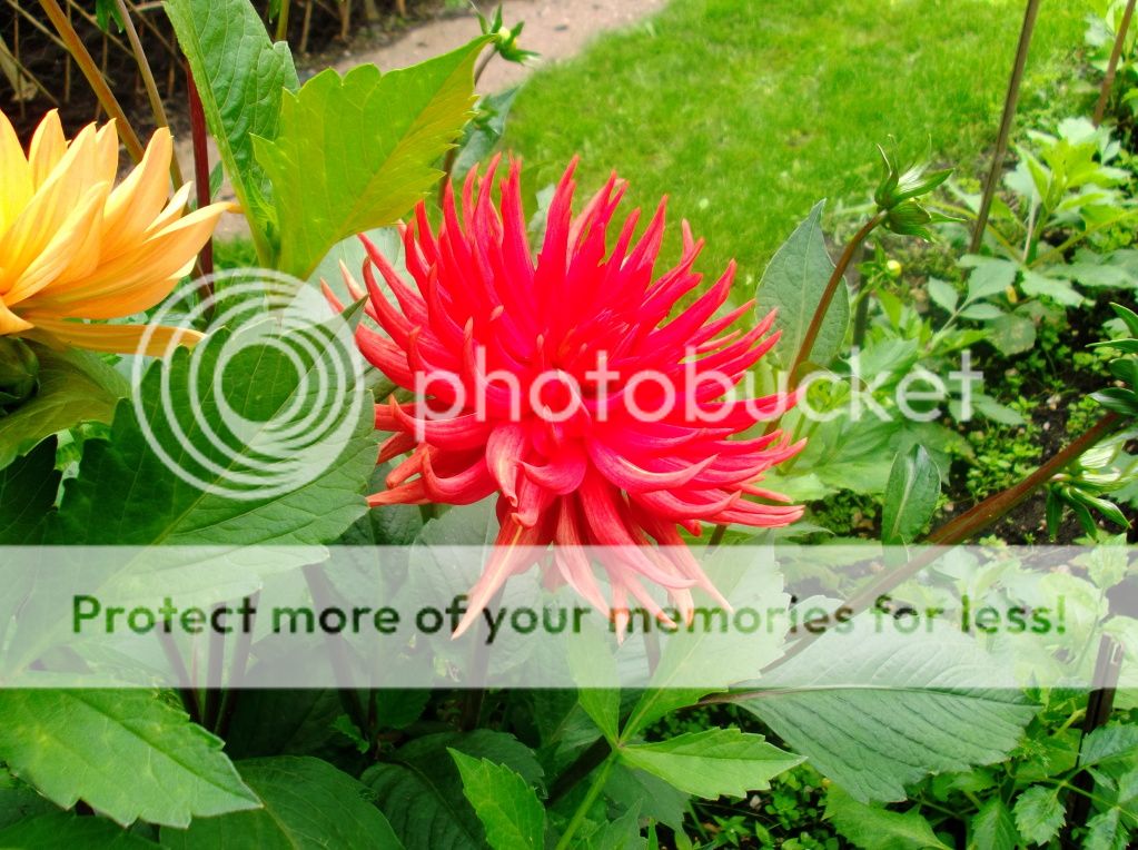 http://i1143.photobucket.com/albums/n627/thedogcody/DSCF2752.jpg