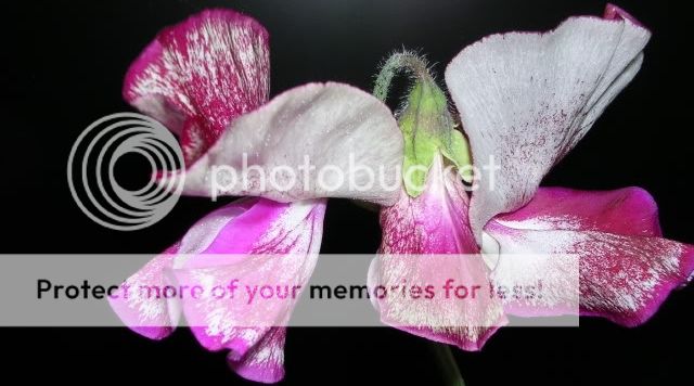 http://i27.photobucket.com/albums/c186/DavidKnapper/08e265da-9706-4f4b-ab75-debe6d63b818_zps965c3690.jpg