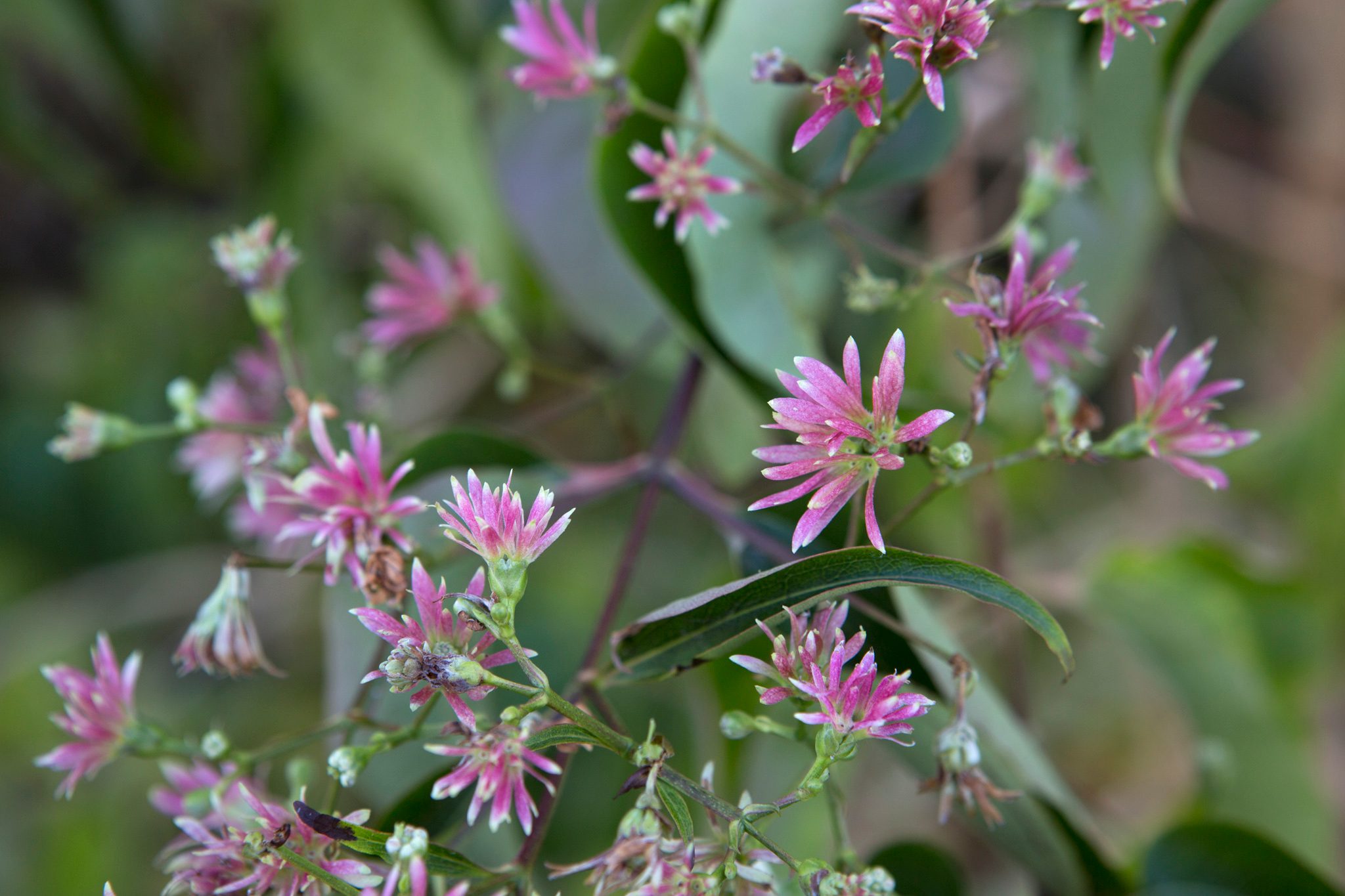 Pretty pink calyces of Heptacodium miconioides