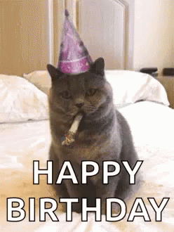 Happy Birthday Cat GIFs  Tenor