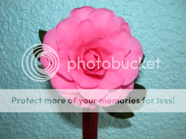 http://i27.photobucket.com/albums/c186/DavidKnapper/DSCN0259.jpg