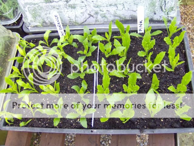 http://i1131.photobucket.com/albums/m551/lilylouise1/morecuttings003.jpg
