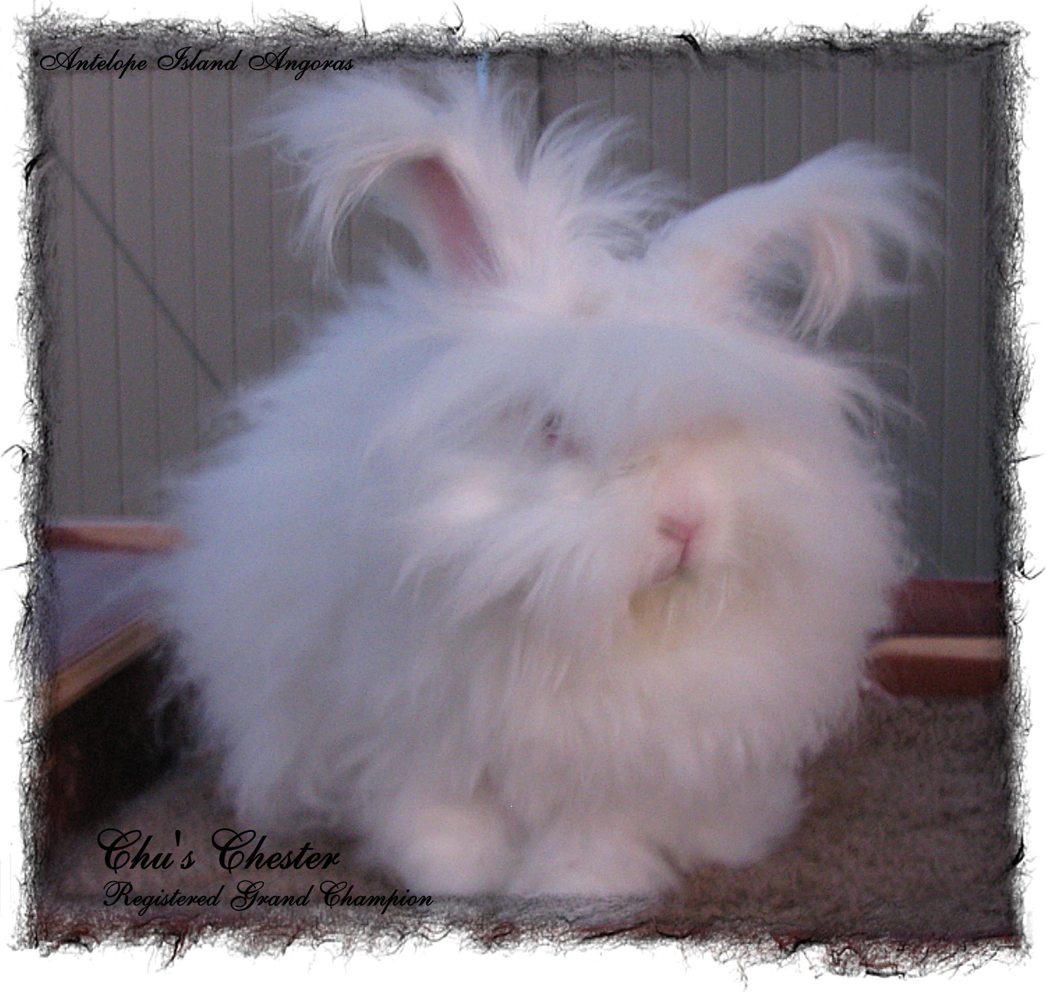 English Angora Rabbit - White Name Chus Chester Grand