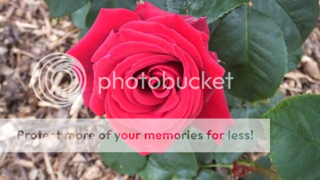 http://i27.photobucket.com/albums/c186/DavidKnapper/003_zpsc8738fe1.jpg