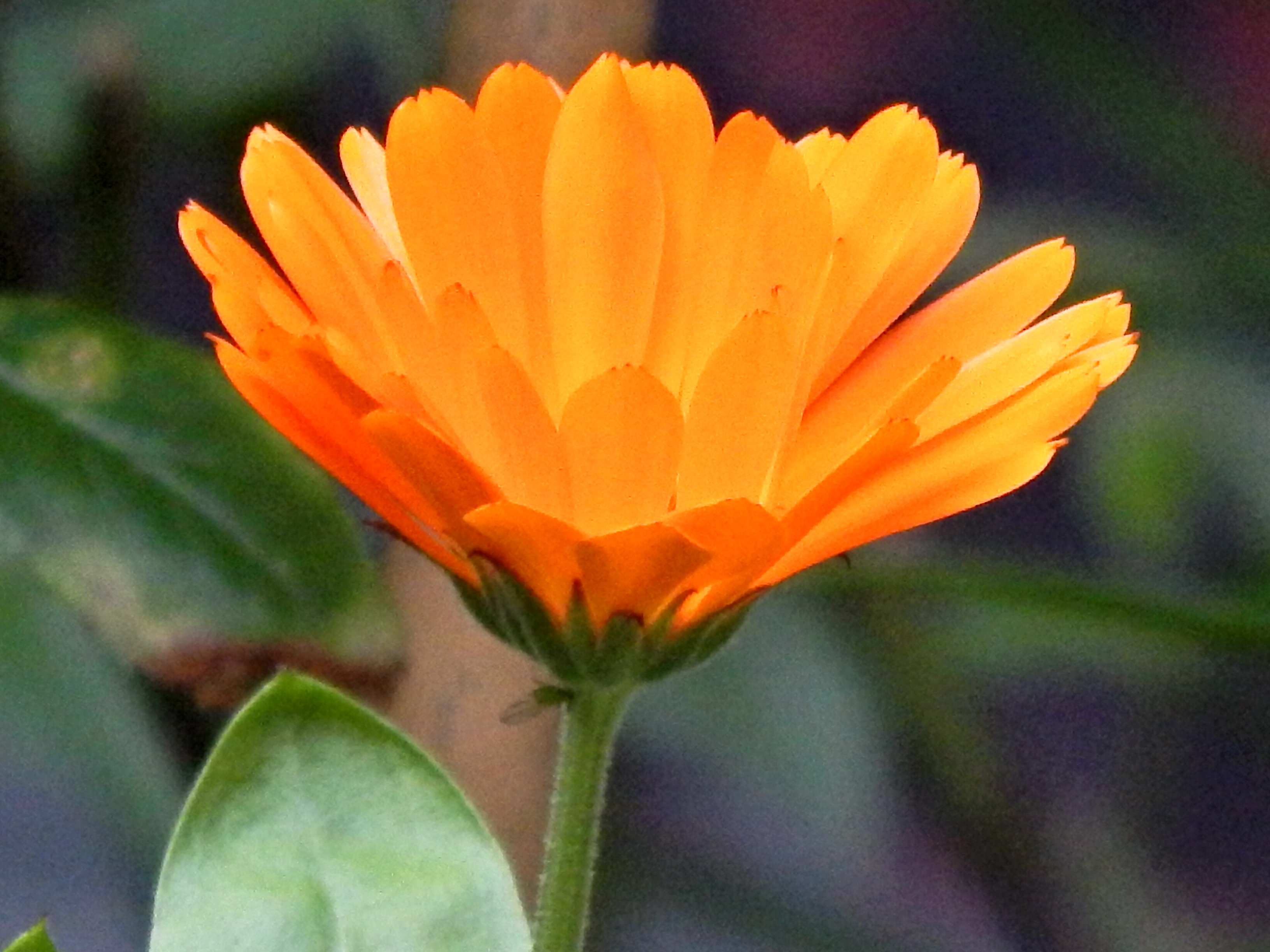 lily1