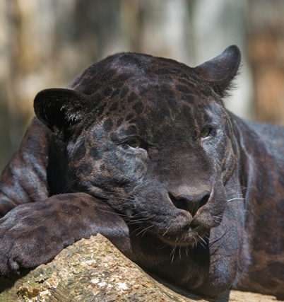 Catnap