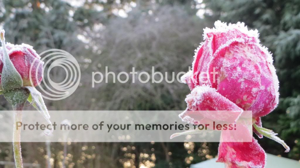 http://i1345.photobucket.com/albums/p677/LuluTheLurcher/IMG_0899_zpsadca646e.jpg