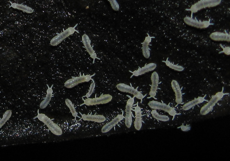 Image: http://www.whatsthatbug.com/wp-content/uploads/2011/05/springtails_tanzania_phil.jpg springtails_tanzania_philjpg