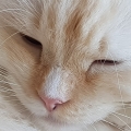 doushkajs