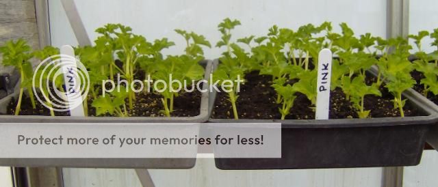 http://i1131.photobucket.com/albums/m551/lilylouise1/cuttings001.jpg