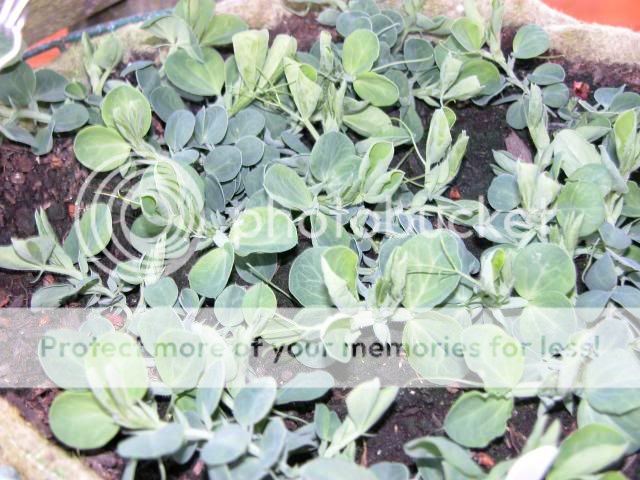 http://i27.photobucket.com/albums/c186/DavidKnapper/DSCN0433_zps3265b325.jpg